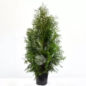 Thuja Occidentalis 'Brabant' C2 | Westerse Levensboom