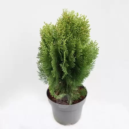 Thuja orientalis 'Aurea Nana' C2 | Dwerglevensboom Pot15cm