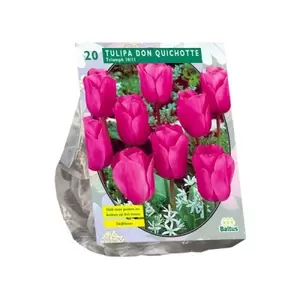 Tulipa Don Quichotte; Triumph per 20