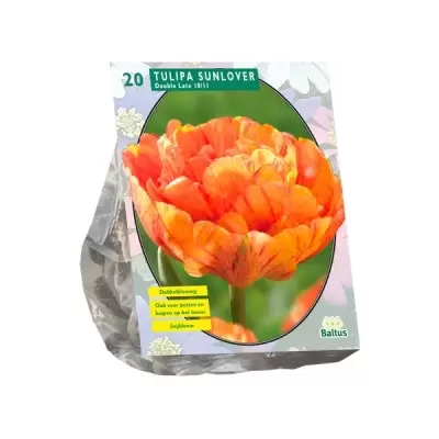 Tulipa Dubbel Laat Sunlover per 20