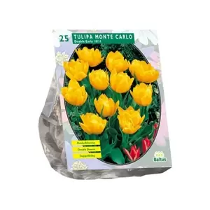 Tulipa Dubbel Vroeg Monte Carlo per 25