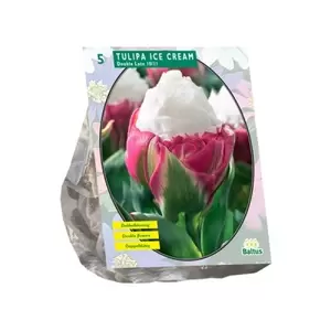 Tulipa Ice Cream per 5