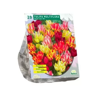 Tulipa Multiflora per 20