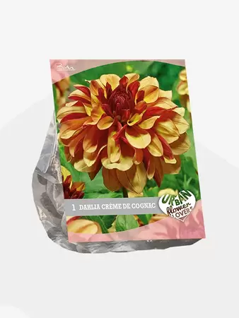 Urban Flowers - Crème de Cognac per 1