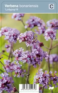 Verbena bonariensis Lollipop®