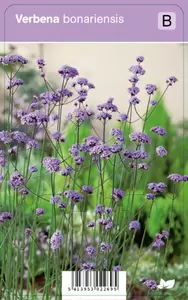 Verbena bonariensis