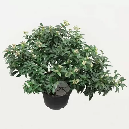 Viburnum Tinus ‘Eve Price’ | Lauriersneeuwbal C5 Pot22cm