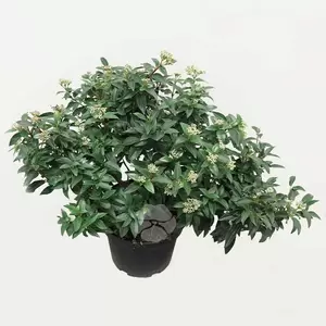 Viburnum Tinus ‘Eve Price’ | Lauriersneeuwbal C5 Pot22cm