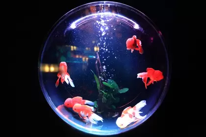 Schiereiland output smeren Vissenkommen en aquariums - Vissen als huisdier - Tuincentrum Kolbach