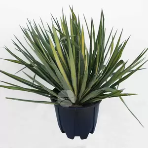 Yucca filamentosa Golden Sword | Palmlelie